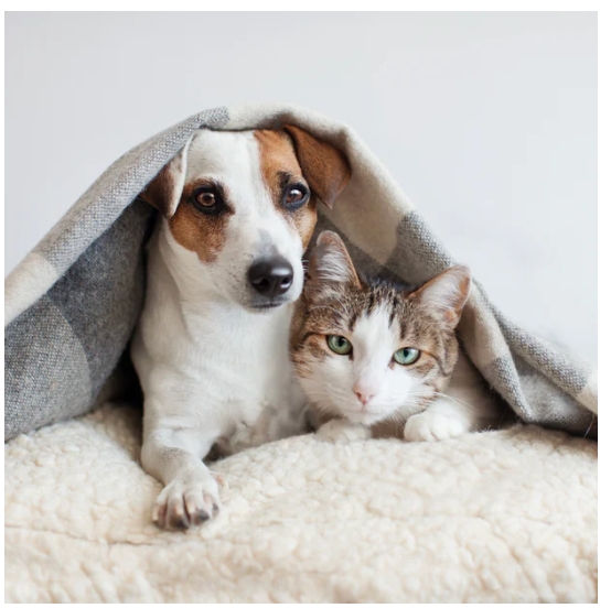 Pet Care