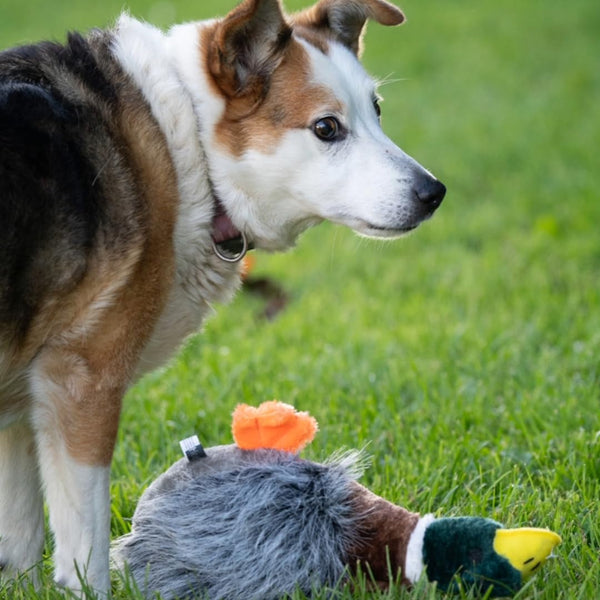 Petface Honking and Squeaky Duck Plush Dog Toy