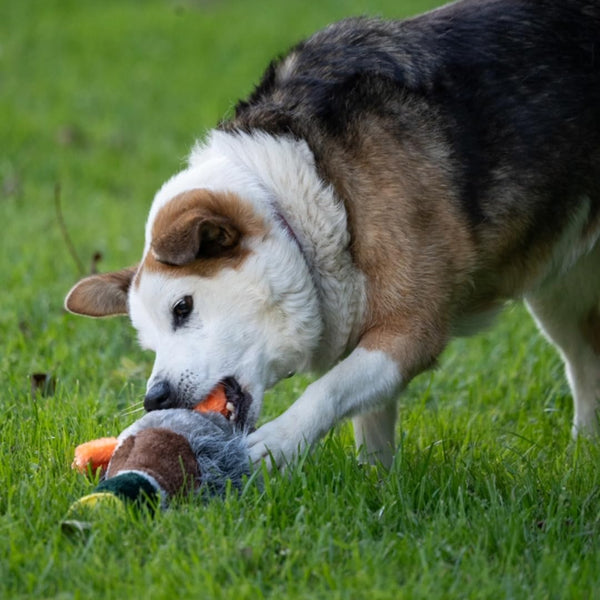 Petface Honking and Squeaky Duck Plush Dog Toy