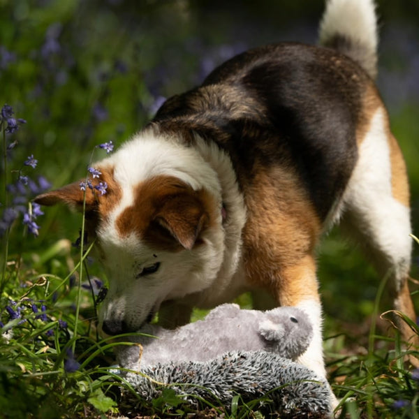 Petface Cyril The Squirrel Plush Dog Toy, Washable, For All Breed Sizes