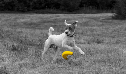 Petface Latex Banana Soft Chew Dog Toy, Large